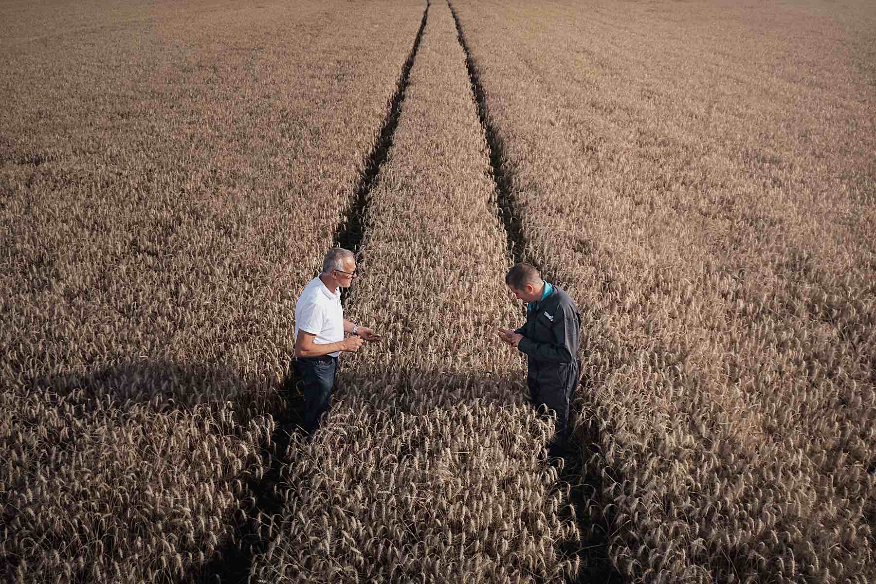 agriculteur et agronome dans un champ de blé